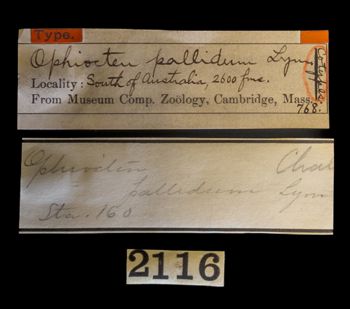 Media type: image;   Invertebrate Zoology OPH-768 Description: Original handwritten specimen labels;  Aspect: labels